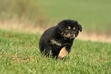 DOGUE DU TIBET 363